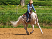 Quarter Horse de robe cr&egrave;me Saillie 2027