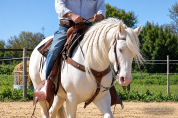 Quarter Horse de robe cr&egrave;me Saillie 2027
