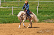Quarter Horse de robe cr&egrave;me Saillie 2027